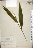 中文名:棕葉狗尾草(S067610)學名:Setaria palmifolia (J. Konig.) Stapf(S067610)英文名:Palm Grass
