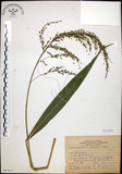 中文名:棕葉狗尾草(S067615)學名:Setaria palmifolia (J. Konig.) Stapf(S067615)英文名:Palm Grass