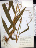 中文名:棕葉狗尾草(S067617)學名:Setaria palmifolia (J. Konig.) Stapf(S067617)英文名:Palm Grass