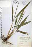 中文名:棕葉狗尾草(S067618)學名:Setaria palmifolia (J. Konig.) Stapf(S067618)英文名:Palm Grass