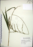 中文名:棕葉狗尾草(S078316)學名:Setaria palmifolia (J. Konig.) Stapf(S078316)英文名:Palm Grass