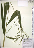 中文名:棕葉狗尾草(S088613)學名:Setaria palmifolia (J. Konig.) Stapf(S088613)英文名:Palm Grass