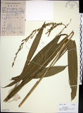 中文名:棕葉狗尾草(S101718)學名:Setaria palmifolia (J. Konig.) Stapf(S101718)英文名:Palm Grass
