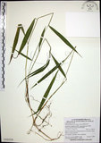 中文名:棕葉狗尾草(S103559)學名:Setaria palmifolia (J. Konig.) Stapf(S103559)英文名:Palm Grass