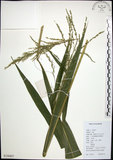 中文名:棕葉狗尾草(S126807)學名:Setaria palmifolia (J. Konig.) Stapf(S126807)英文名:Palm Grass