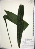 中文名:台灣蜘蛛抱蛋(S109670)學名:Aspidistra elatior Blume var. attenuata (Hayata) S. S. Ying(S109670)