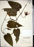 中文名:百部(S003118)學名:Stemona tuberosa Lour.(S003118)
