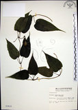 中文名:百部(S003610)學名:Stemona tuberosa Lour.(S003610)
