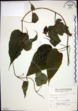 中文名:百部(S009529)學名:Stemona tuberosa Lour.(S009529)