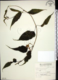 中文名:百部(S009530)學名:Stemona tuberosa Lour.(S009530)