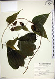 中文名:百部(S009531)學名:Stemona tuberosa Lour.(S009531)