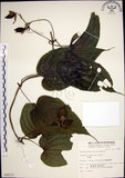 中文名:百部(S009533)學名:Stemona tuberosa Lour.(S009533)