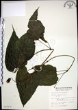 中文名:百部(S012174)學名:Stemona tuberosa Lour.(S012174)