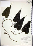 中文名:百部(S012983)學名:Stemona tuberosa Lour.(S012983)