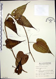 中文名:百部(S013926)學名:Stemona tuberosa Lour.(S013926)