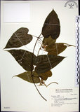 中文名:百部(S030551)學名:Stemona tuberosa Lour.(S030551)