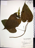 中文名:百部(S030680)學名:Stemona tuberosa Lour.(S030680)
