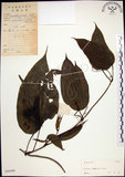 中文名:百部(S042449)學名:Stemona tuberosa Lour.(S042449)