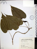 中文名:百部(S071051)學名:Stemona tuberosa Lour.(S071051)