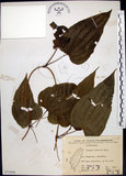中文名:百部(S071056)學名:Stemona tuberosa Lour.(S071056)