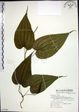 中文名:百部(S072786)學名:Stemona tuberosa Lour.(S072786)