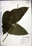 中文名:百部(S072876)學名:Stemona tuberosa Lour.(S072876)