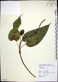 中文名:百部(S107883)學名:Stemona tuberosa Lour.(S107883)