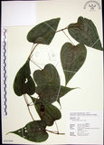 中文名:百部(S107899)學名:Stemona tuberosa Lour.(S107899)