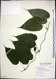 中文名:百部(S108554)學名:Stemona tuberosa Lour.(S108554)
