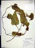 中文名:百部(S119024)學名:Stemona tuberosa Lour.(S119024)