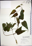中文名:百部(S121731)學名:Stemona tuberosa Lour.(S121731)