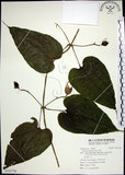 中文名:百部(S121754)學名:Stemona tuberosa Lour.(S121754)