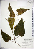 中文名:百部(S123368)學名:Stemona tuberosa Lour.(S123368)