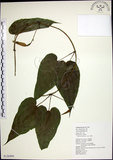 中文名:百部(S126496)學名:Stemona tuberosa Lour.(S126496)