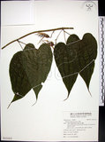 中文名:百部(S131412)學名:Stemona tuberosa Lour.(S131412)