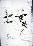 中文名:針刺草(S001450)學名:Codonacanthus pauciflorus (Nees) Nees(S001450)