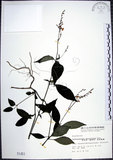 中文名:針刺草(S001451)學名:Codonacanthus pauciflorus (Nees) Nees(S001451)