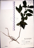 中文名:針刺草(S003144)學名:Codonacanthus pauciflorus (Nees) Nees(S003144)