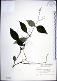 中文名:針刺草(S003145)學名:Codonacanthus pauciflorus (Nees) Nees(S003145)