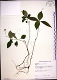 中文名:針刺草(S013843)學名:Codonacanthus pauciflorus (Nees) Nees(S013843)