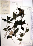 中文名:針刺草(S041024)學名:Codonacanthus pauciflorus (Nees) Nees(S041024)