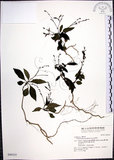 中文名:針刺草(S046333)學名:Codonacanthus pauciflorus (Nees) Nees(S046333)