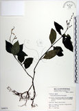 中文名:針刺草(S049874)學名:Codonacanthus pauciflorus (Nees) Nees(S049874)