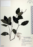 中文名:針刺草(S049895)學名:Codonacanthus pauciflorus (Nees) Nees(S049895)