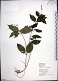 中文名:針刺草(S063501)學名:Codonacanthus pauciflorus (Nees) Nees(S063501)