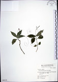 中文名:針刺草(S064123)學名:Codonacanthus pauciflorus (Nees) Nees(S064123)