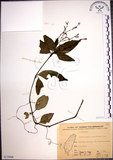 中文名:針刺草(S075906)學名:Codonacanthus pauciflorus (Nees) Nees(S075906)