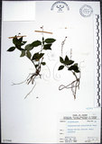 中文名:針刺草(S075946)學名:Codonacanthus pauciflorus (Nees) Nees(S075946)