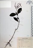 中文名:針刺草(S076194)學名:Codonacanthus pauciflorus (Nees) Nees(S076194)