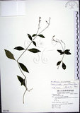 中文名:針刺草(S085703)學名:Codonacanthus pauciflorus (Nees) Nees(S085703)